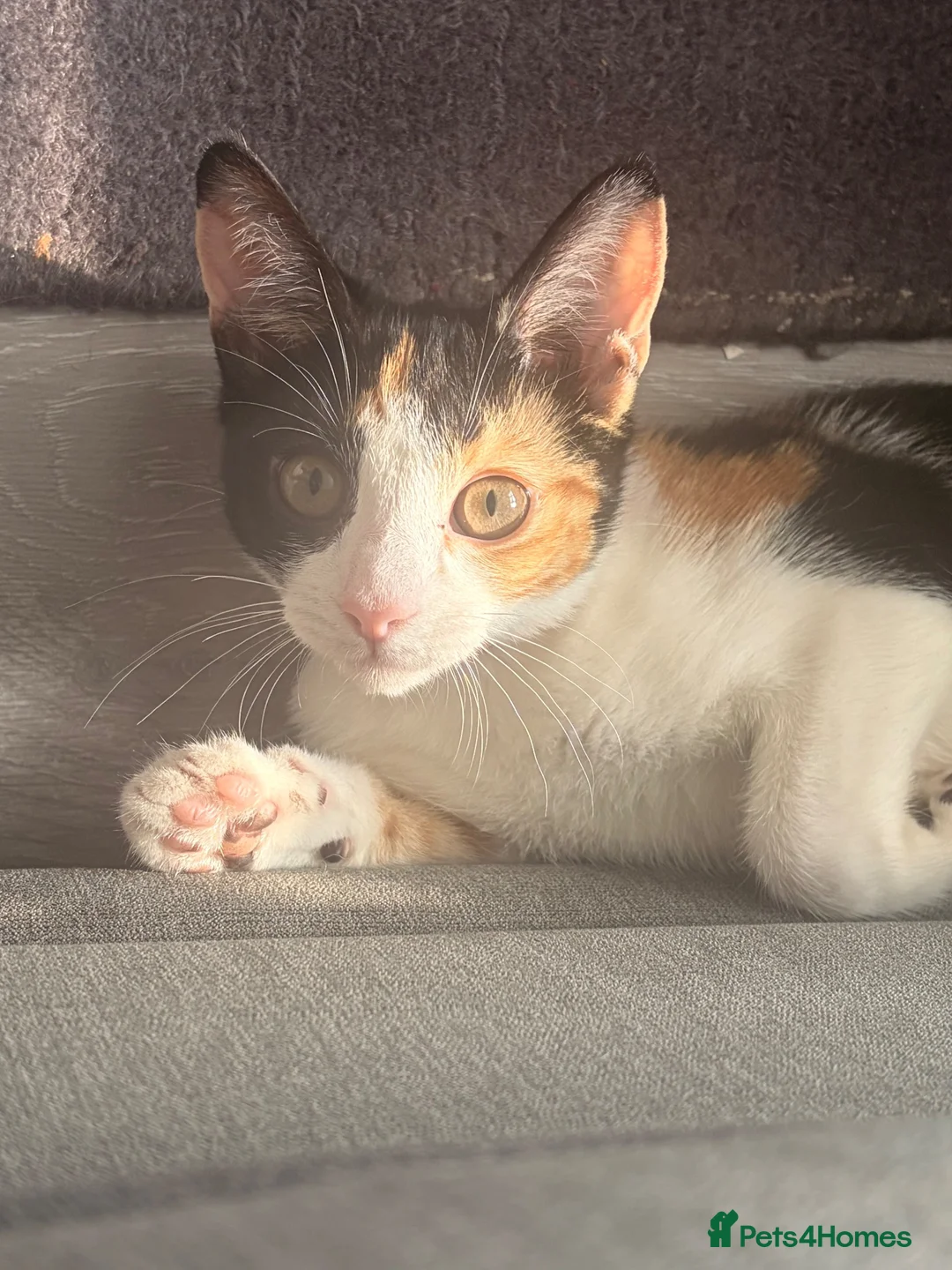 Mixed Breed cats for sale: Adorable kitten  - Advert 1
