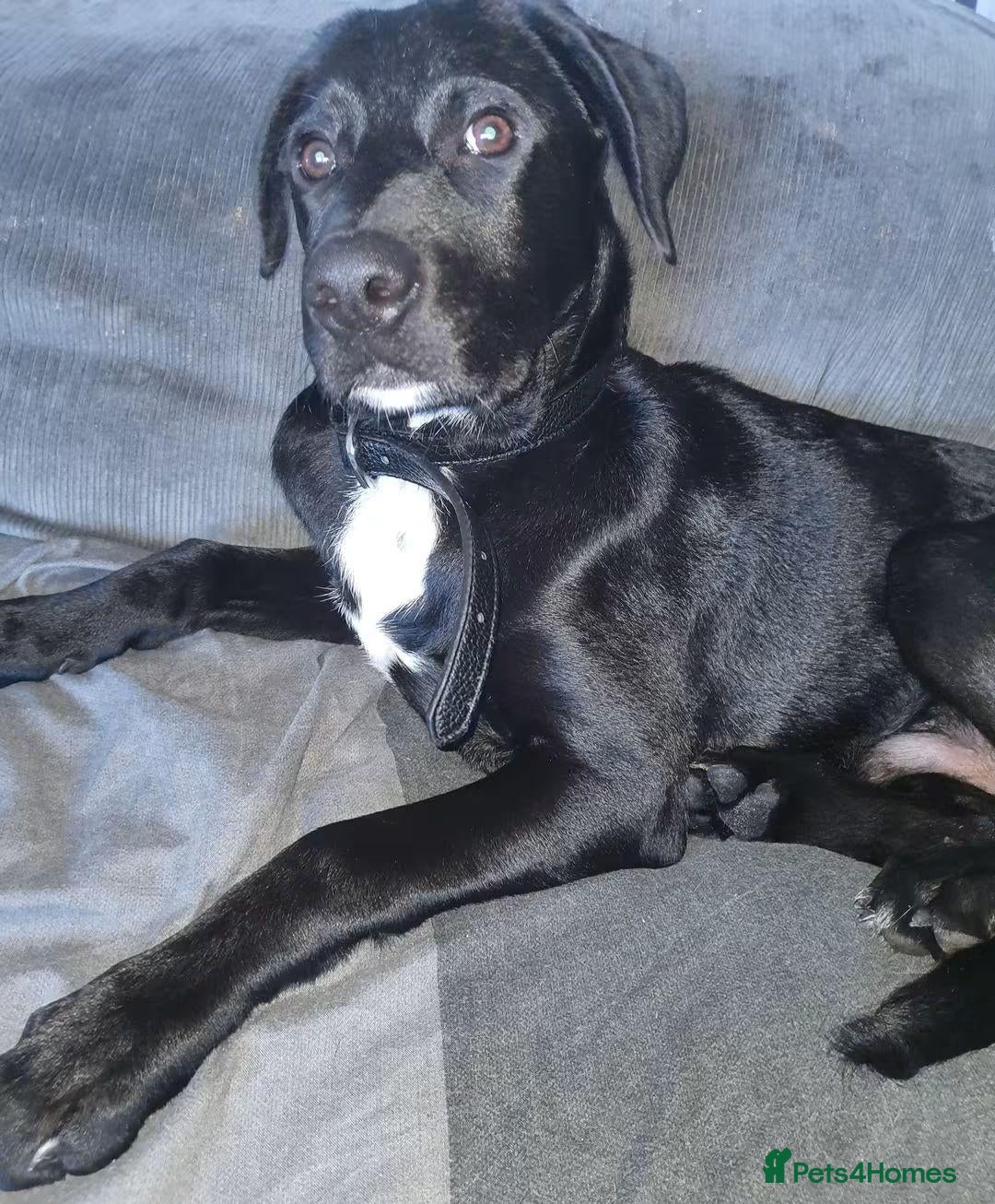 Mixed Breed dogs 1 year old male dog - Advert 6