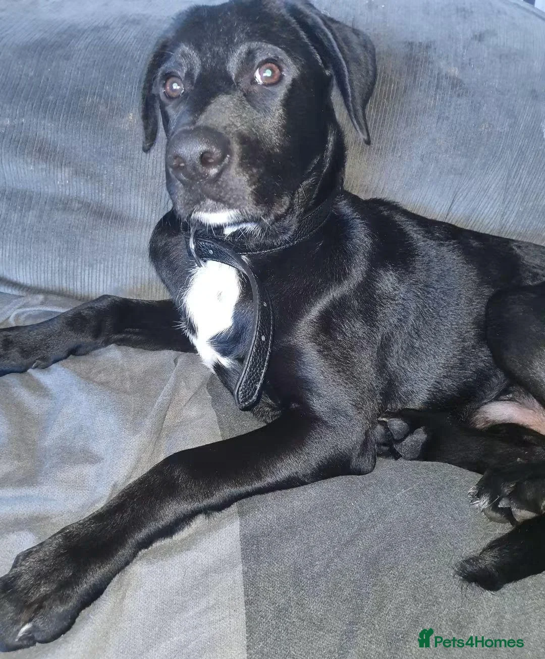Mixed Breed dogs for sale: 1 year old male dog in Manchester - Advert 1