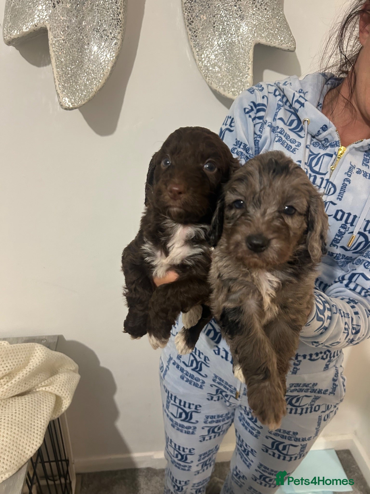 Cockapoo dogs F1 miniature cockerpoos  - Advert 2