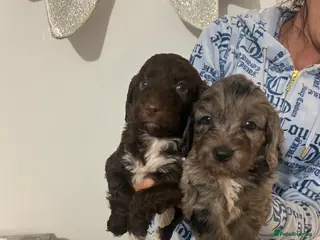 Cockapoo dogs F1 miniature cockerpoos - Advert 5