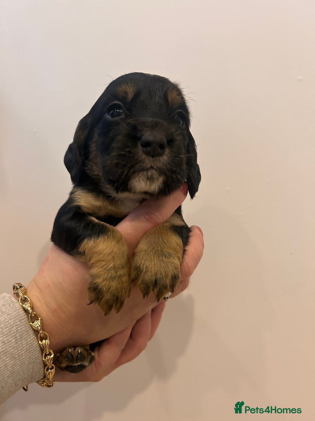 Sprocker dogs for sale: 🐾 Beautiful Sprocker Spaniel Puppies – £1000 🐾 - Advert 6