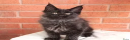 Maine Coon cats for sale: 🐾 WildPawzuk TICA Registered Maine Coon Kittens🐾 - Advert 6
