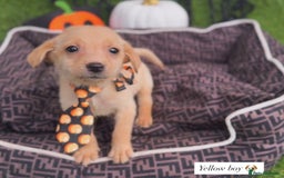 Labrador Retriever dogs for sale: Labrador pups  - Image 6