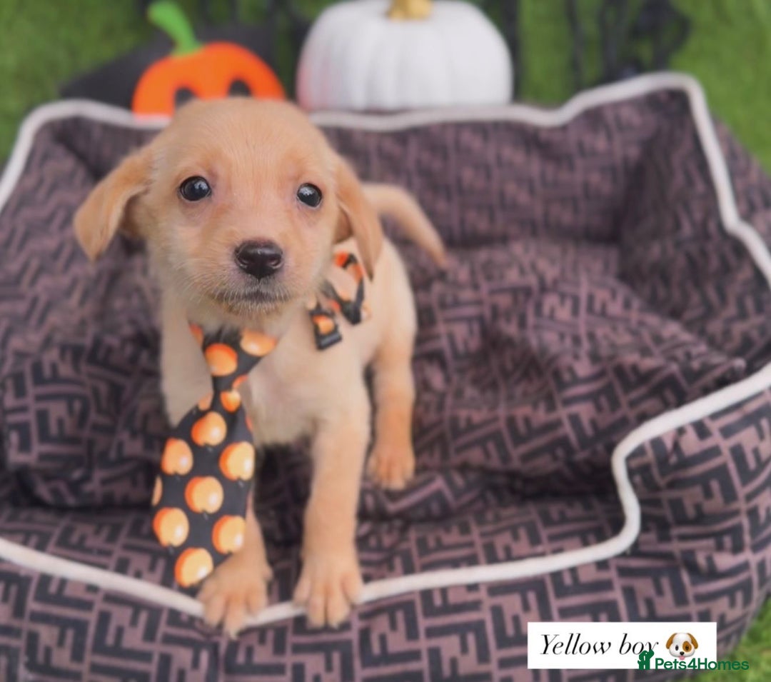 Labrador Retriever dogs for sale: Labrador pups  - Image 6