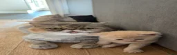 Mixed Breed cats for sale: Exotic kittens  in Portsmouth - Advert 9