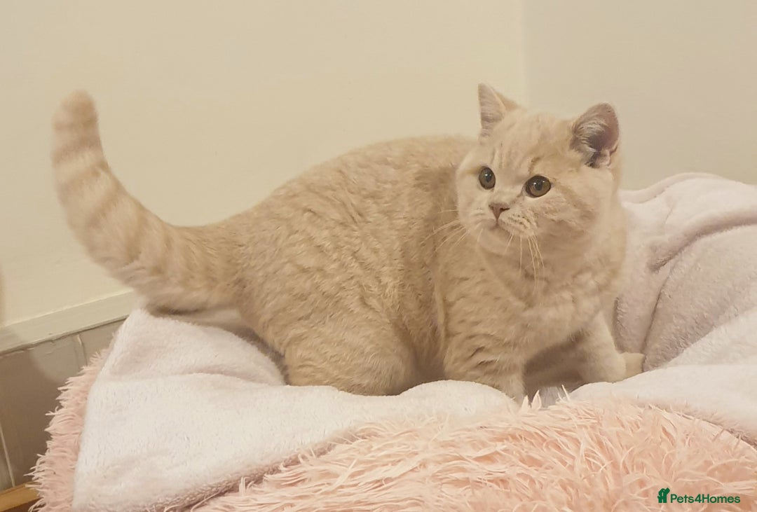British Shorthair cats for sale: Beautiful Cream BSH Kitten (neutered) - Advert 5
