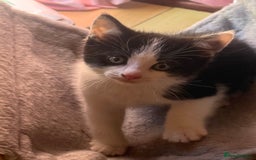 Brazilian Shorthair cats for sale: Kitten 🐈‍⬛  - Image 15