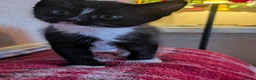 Mixed Breed cats for sale: Kittens for sale  in Stoke-on-Trent - Advert 3