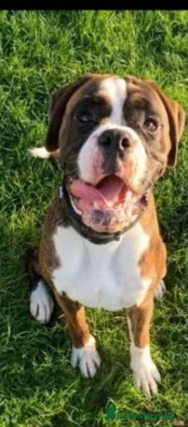 Boxer dogs stunning boxer for stud in Purfleet - Advert 1