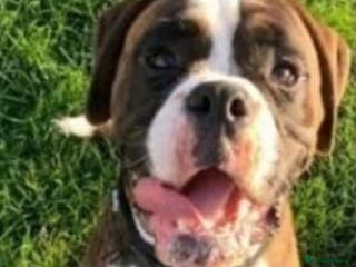 Boxer dogs stunning boxer for stud in Purfleet - Advert 14