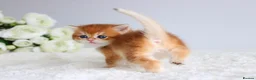 Scottish Fold cats for sale: Rare & Exclusive Golden Chinchilla Babies  - Advert 7