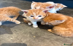 Mixed Breed cats for sale: Home Reared Kittens - Image 5