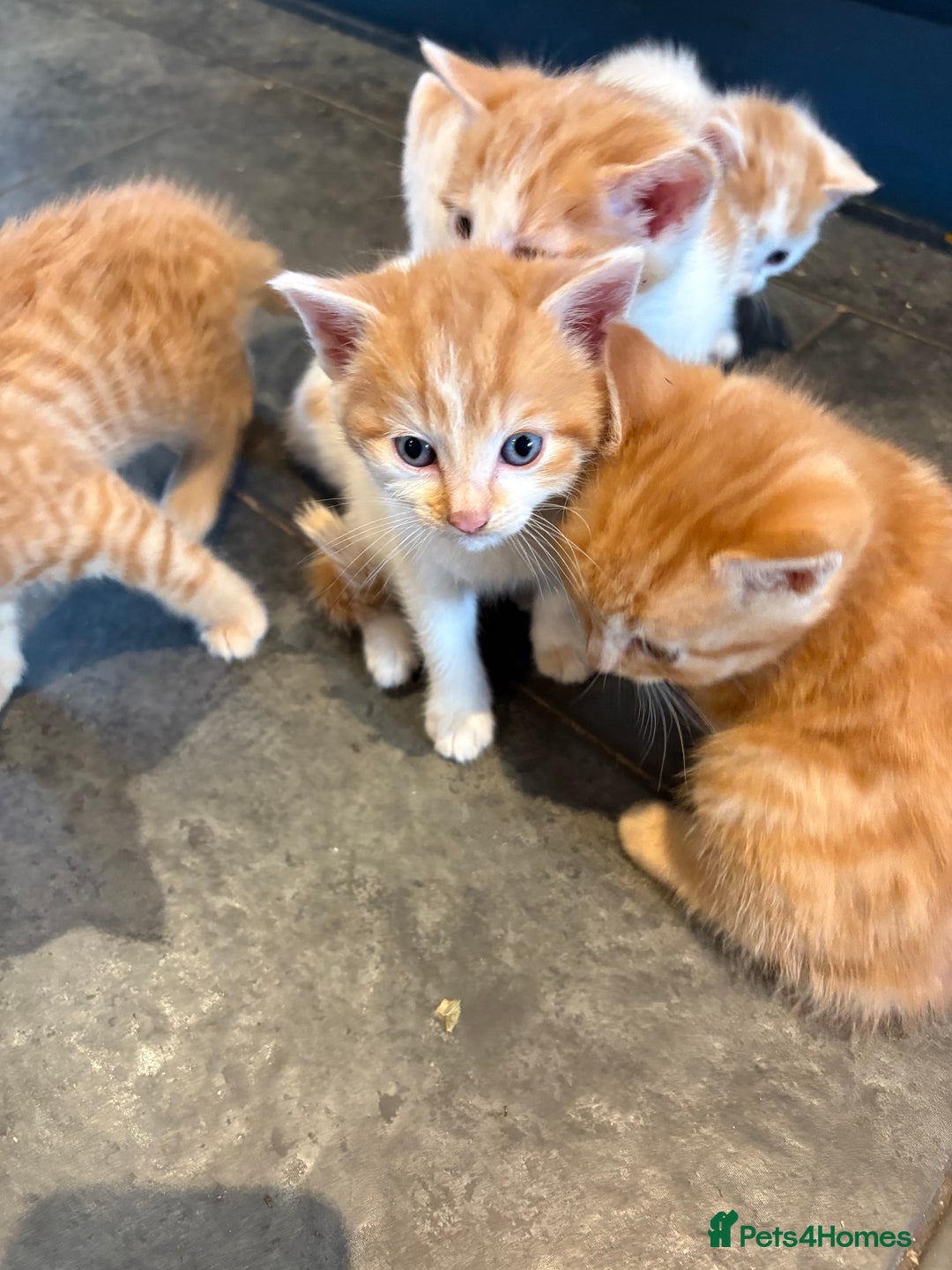 Mixed Breed cats for sale: Home Reared Kittens - Image 5