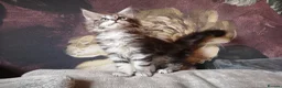 Maine Coon cats for sale: TICA reg HEALTH CHECKED Maine Coons - Advert 14