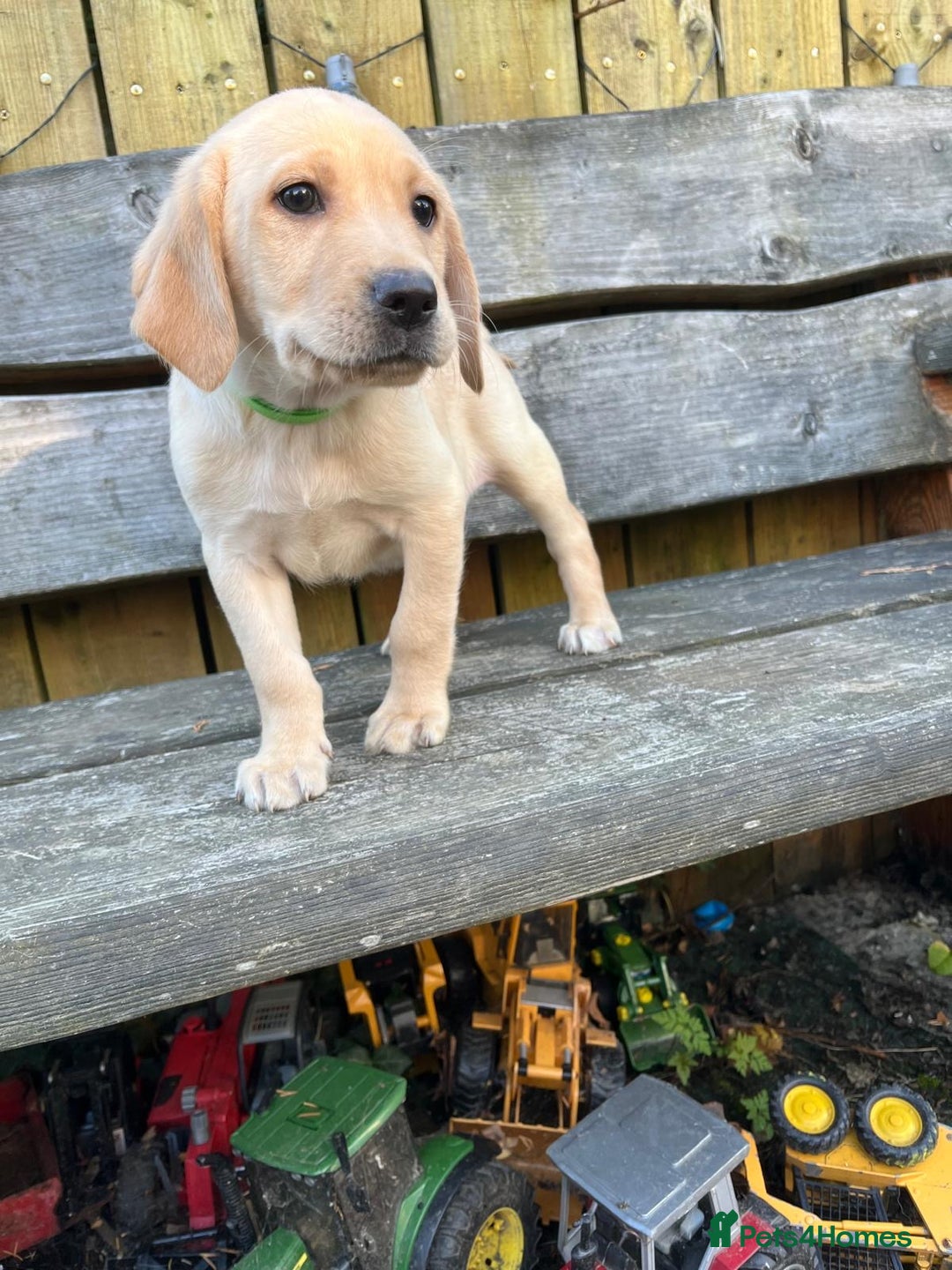 Labrador Retriever dogs for sale: Lovely Labrador pups - Image 4