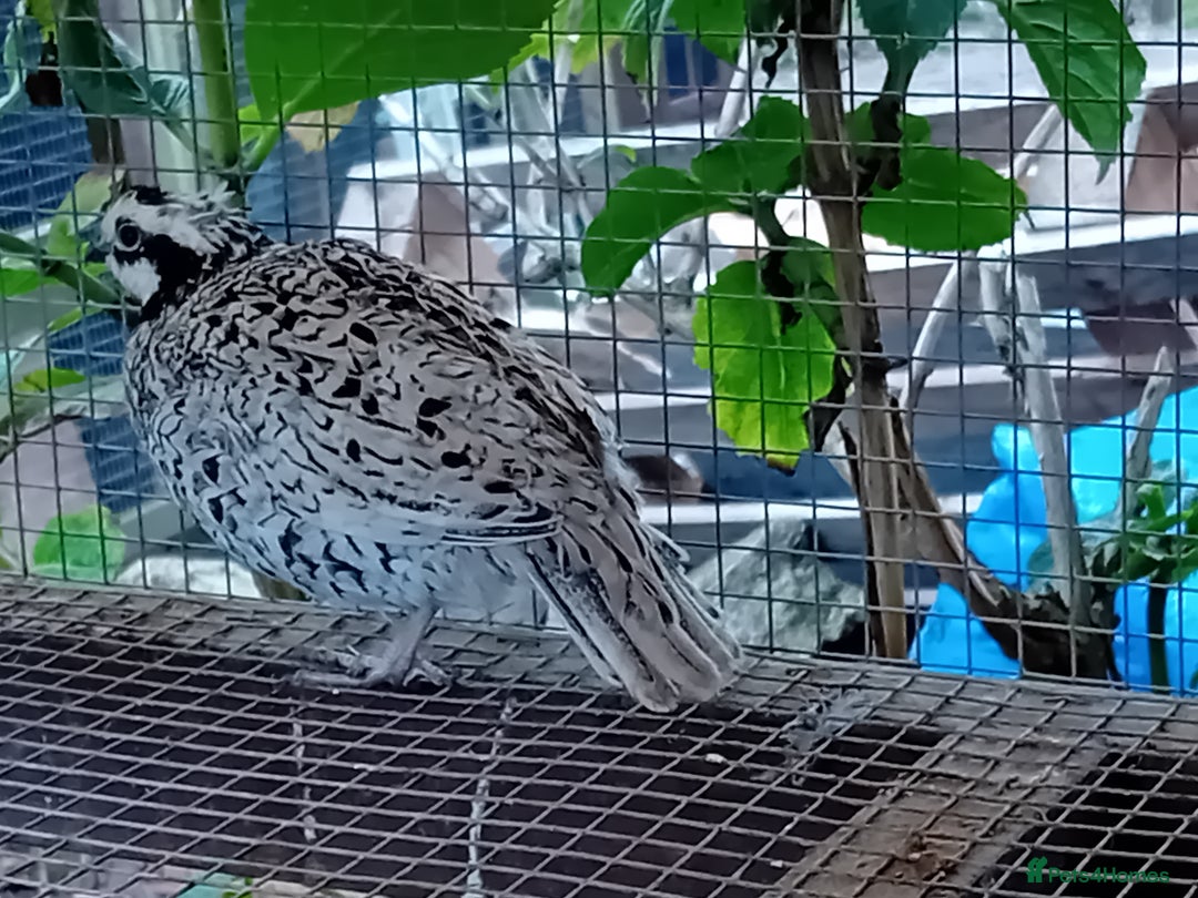 Quail poultry for sale: Snowflake Bobwhite [3 females + 1 male] - Image 9