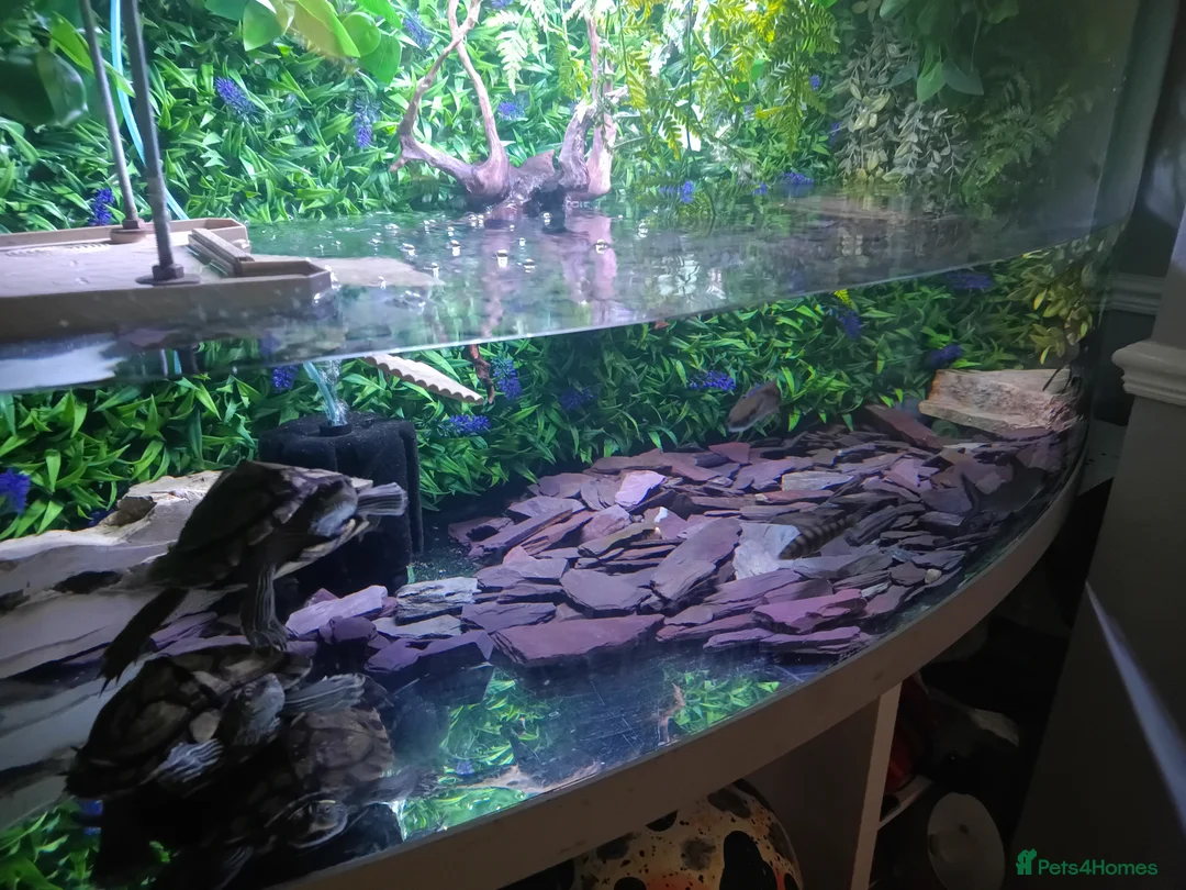 Turtle reptiles for sale: 3 Missisipi turtle for sale in Doncaster - Advert 2