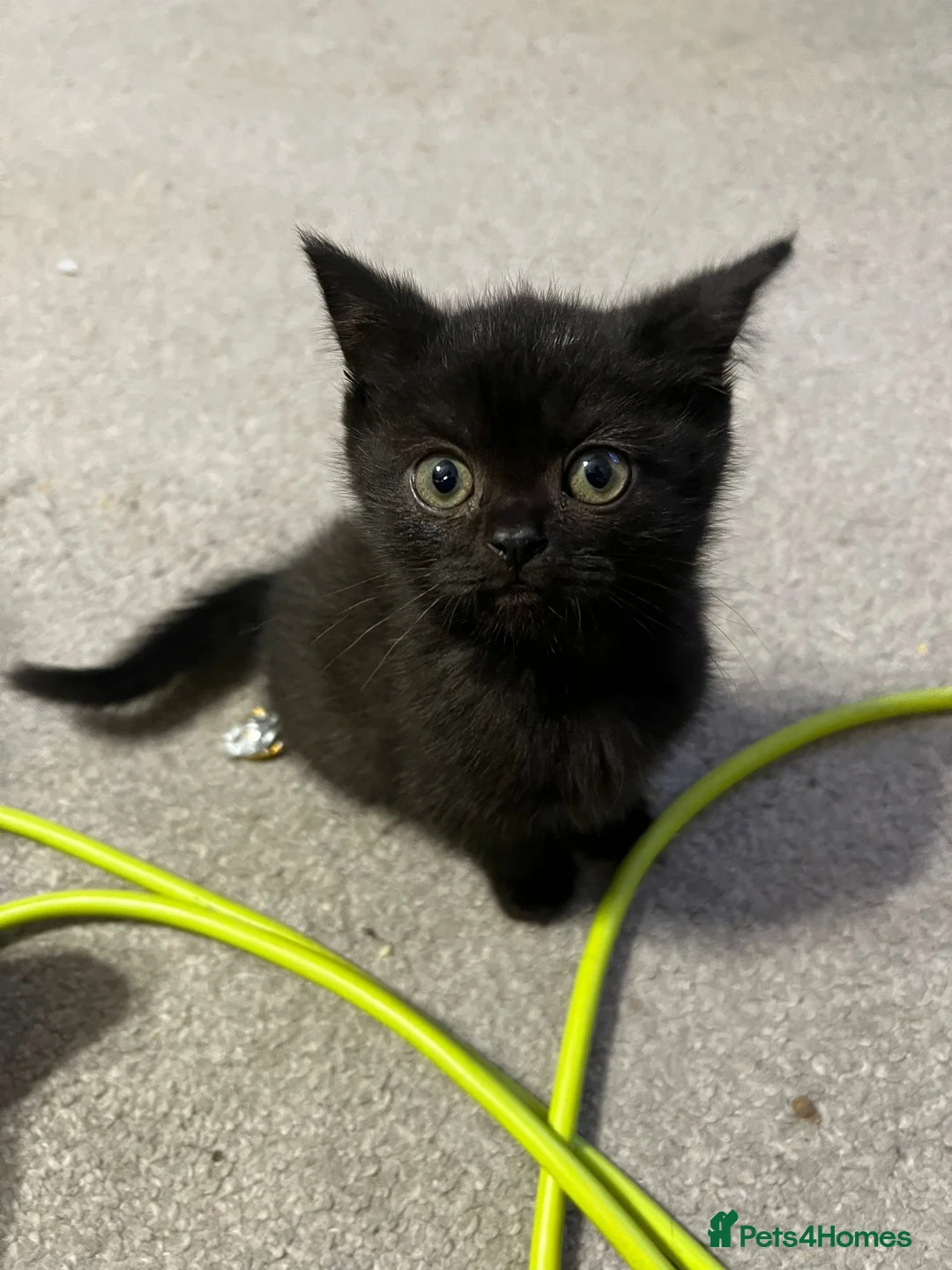 British Shorthair cats for sale: 2 Male British Shorthair kittens  - Advert 3