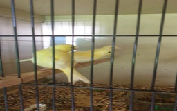 Canaries birds for sale: 2025 Canaries For Sale - Image 1