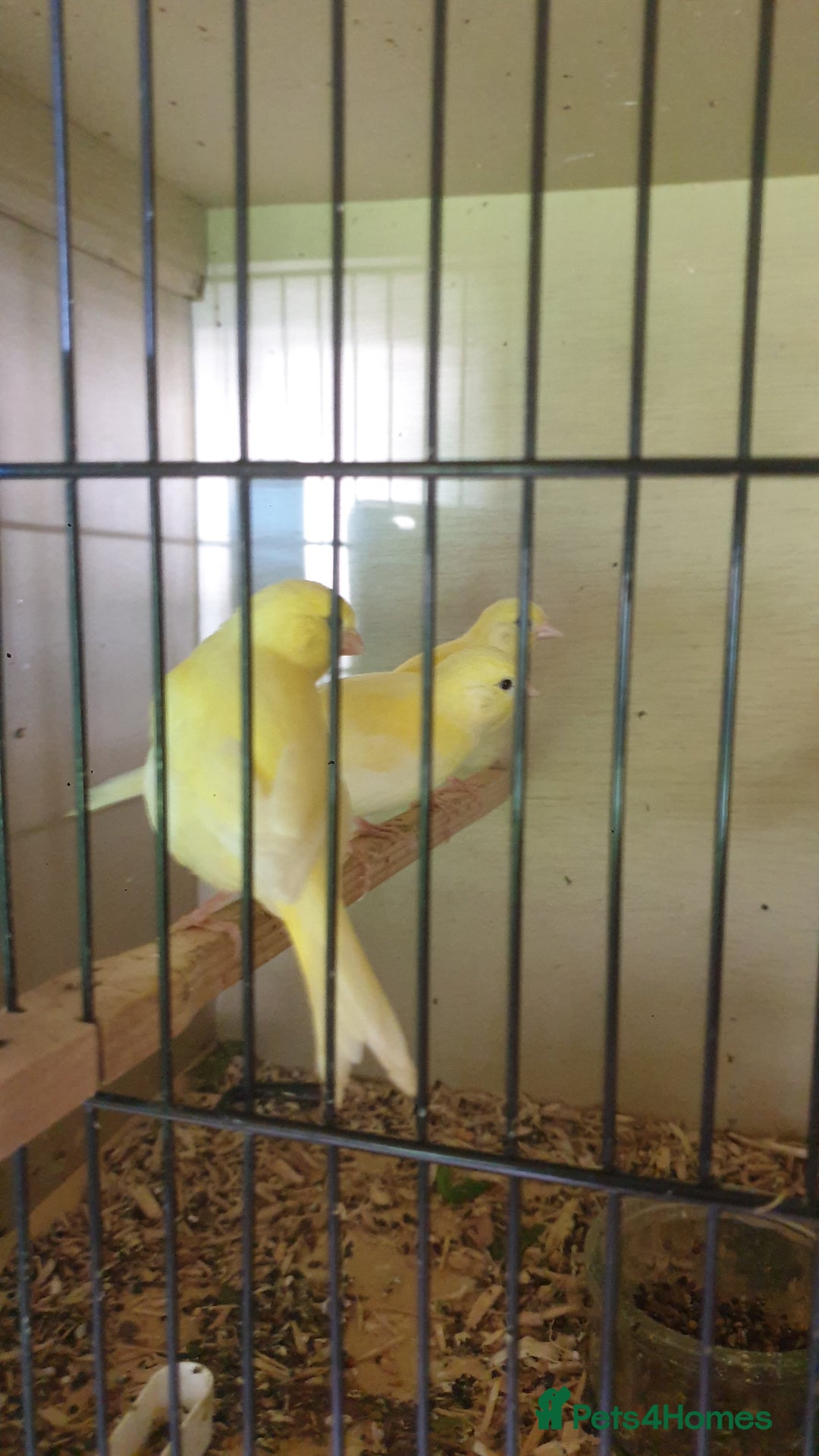 Canaries birds for sale: 2025 Canaries For Sale - Image 1