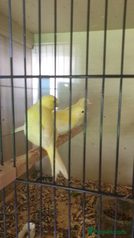 Canaries birds - Advert 8