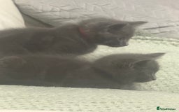 Domestic Shorthair cats for sale: 2 stunning fluffy grey girls - Image 3