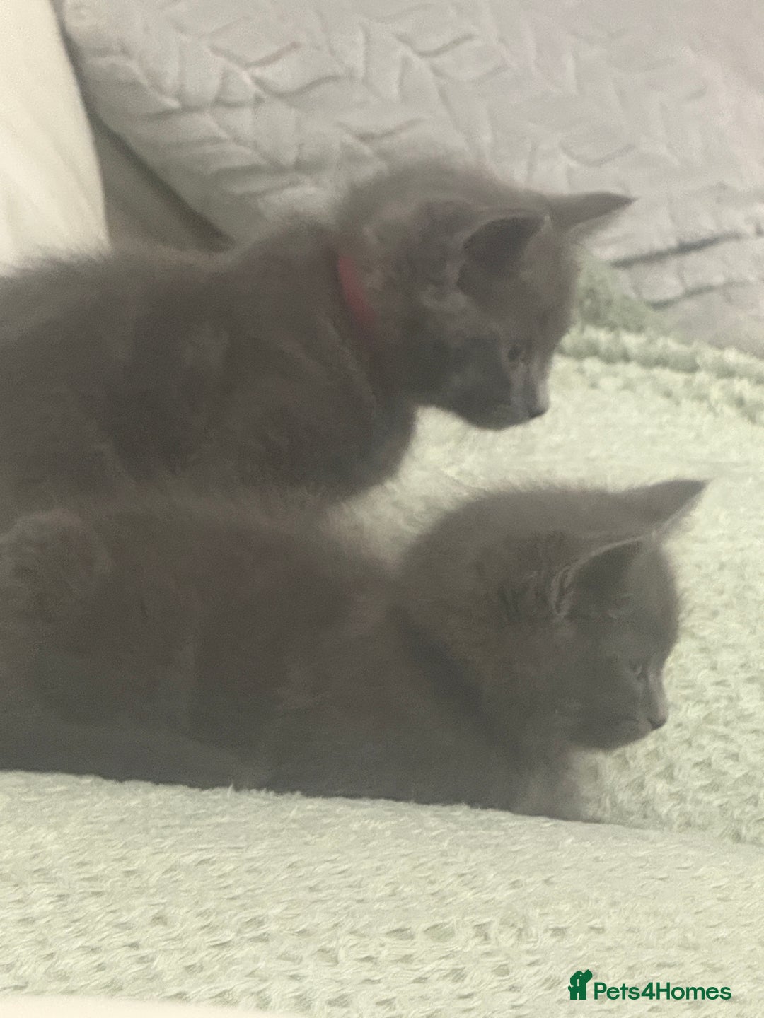 Domestic Shorthair cats for sale: 2 stunning fluffy grey girls - Image 3