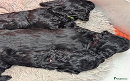 Cockapoo dogs for sale: Cockapoo - Advert 5