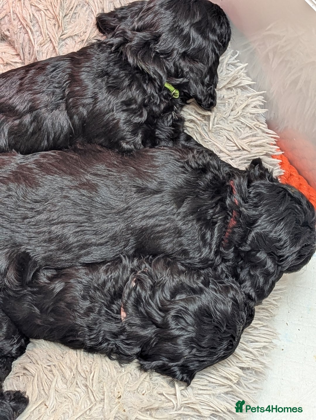 Cockapoo dogs for sale: Cockapoo - Advert 5