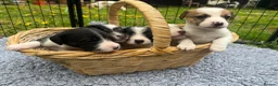 Mixed Breed dogs for sale: 5 adorable Beddy whippet x Jack Russell puppies in Stowmarket - Advert 1