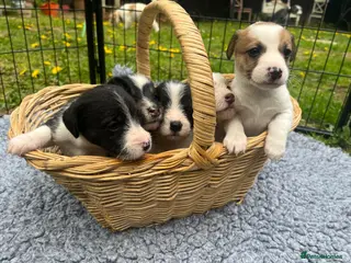 Mixed Breed dogs 5 adorable Beddy whippet x Jack Russell puppies - Advert 7