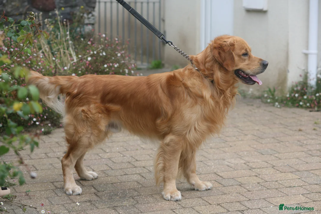 Golden Retriever dogs for stud: Fully health tested golden retriever stud dog in Bridgend - Advert 6