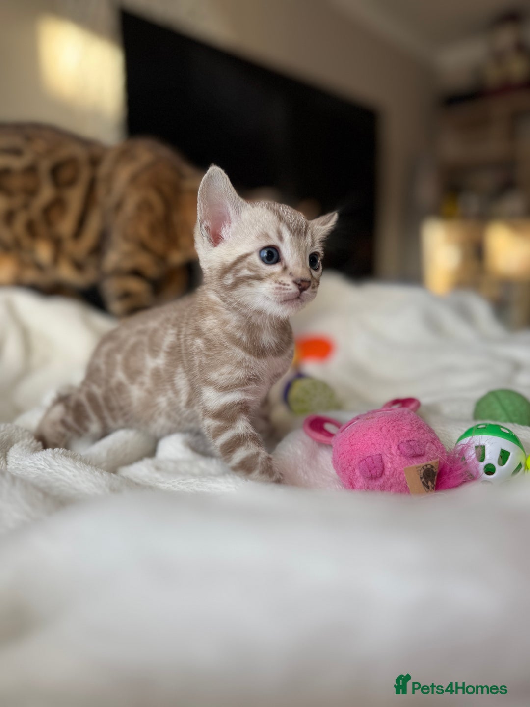 Bengal cats for sale: Purebred Bengal Kittens – Ready for Loving Homes - Advert 8