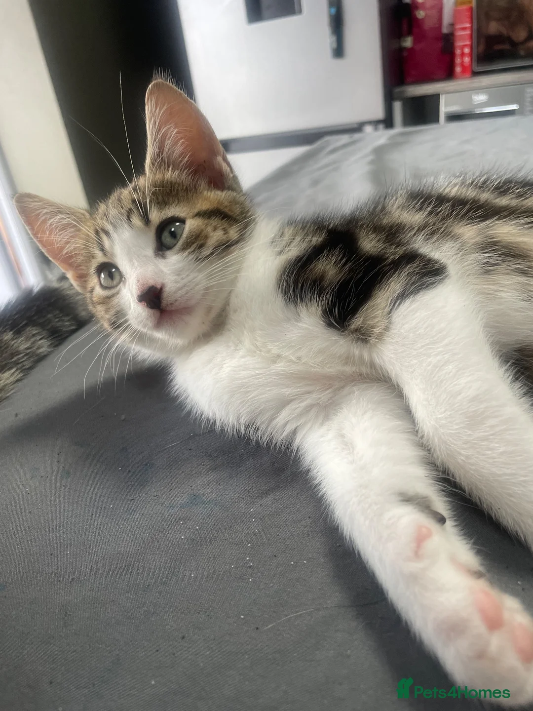 Mixed Breed cats for sale: 2 male Tabby kittens left in Rugeley - Advert 4