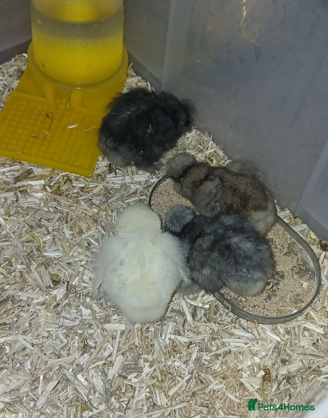 Chickens poultry for sale: Mixed usa silkie chicks - Advert 1