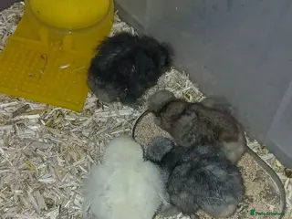 Chickens poultry 4x Mixed usa silkie chicks avaliable now - Advert 19