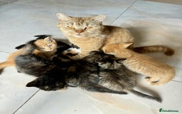British Shorthair cats for sale: Pure British Shorthair Girls Ready Now! - Image 36