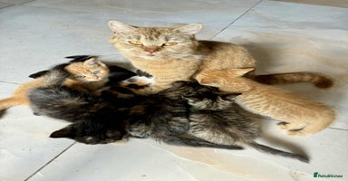 British Shorthair cats - Advert 6