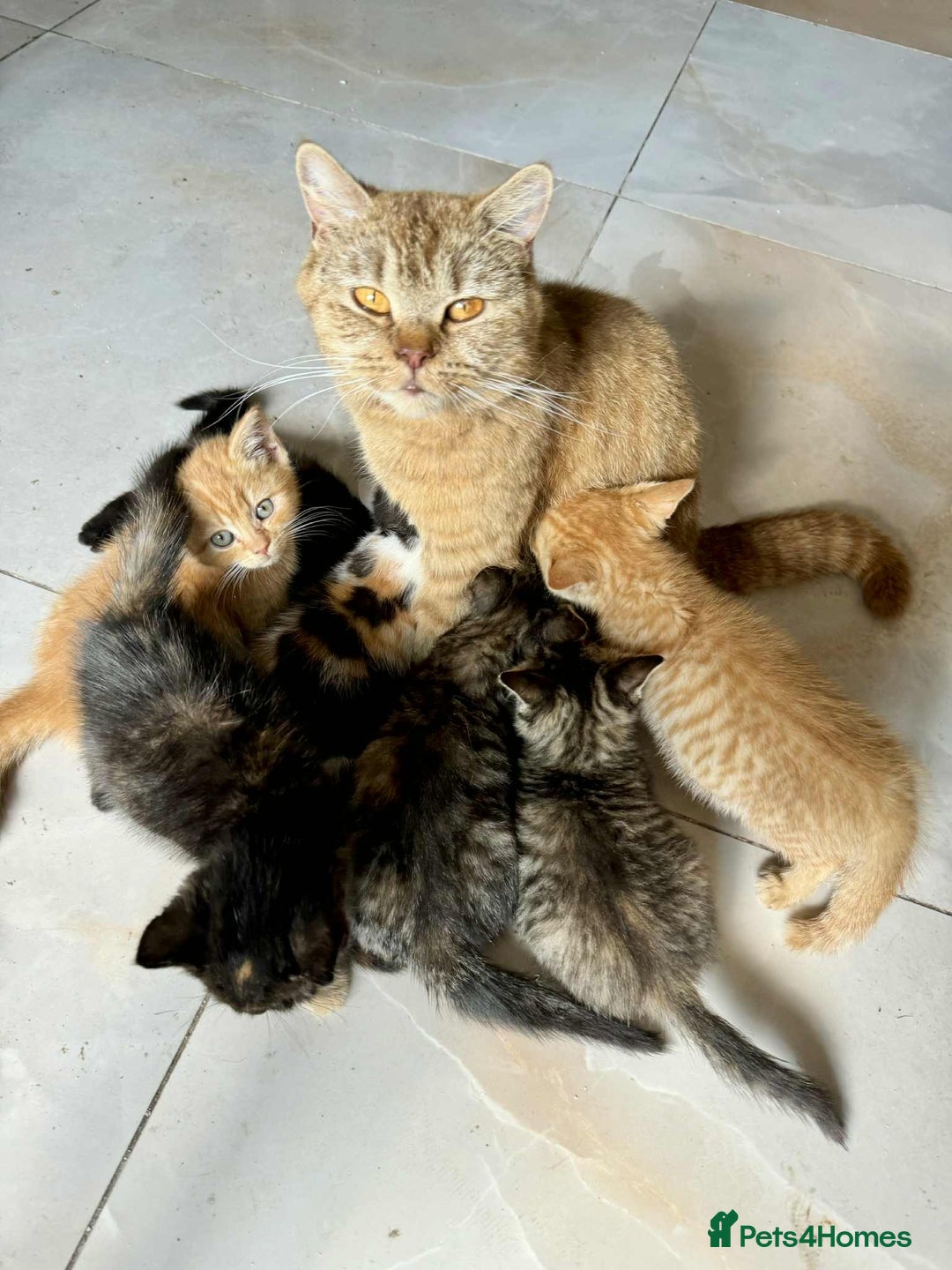 British Shorthair cats for sale: Pure British Shorthair Girls Ready Now! - Image 36