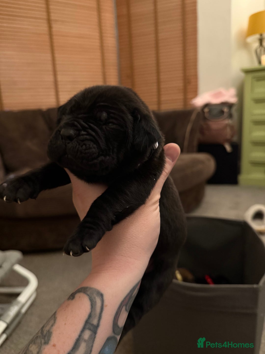 Cane Corso dogs for sale: Large Cane Corso pups - Advert 10