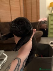 Cane Corso Puppy 1