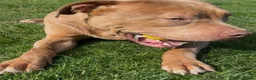 Mixed Breed dogs for sale: Cane corso x puppies  - Advert 2