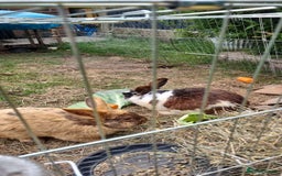 Mini Lop rabbits for sale: 2 brother rabbits - Image 1