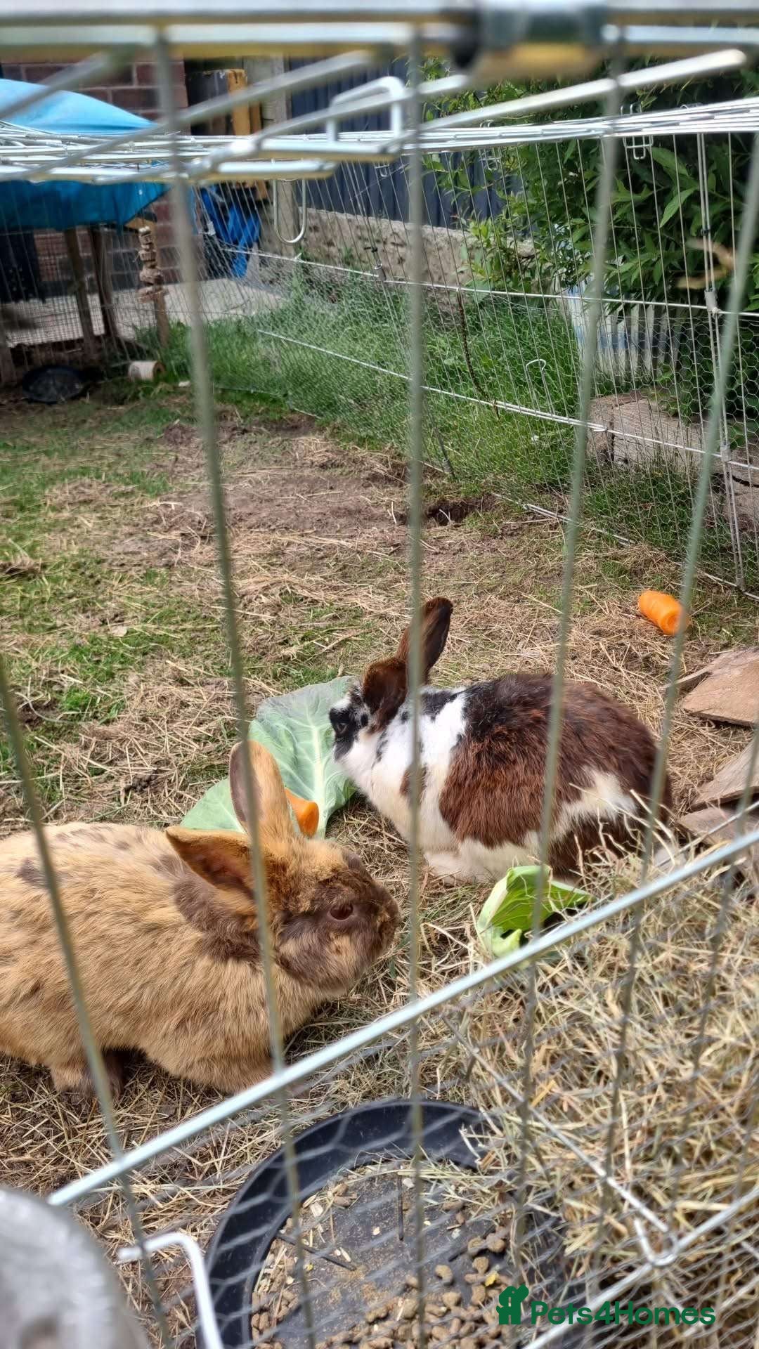 Mini Lop rabbits for sale: 2 brother rabbits - Image 1