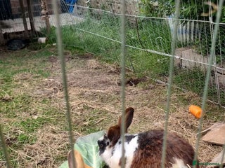 Mini Lop rabbits - Advert 32