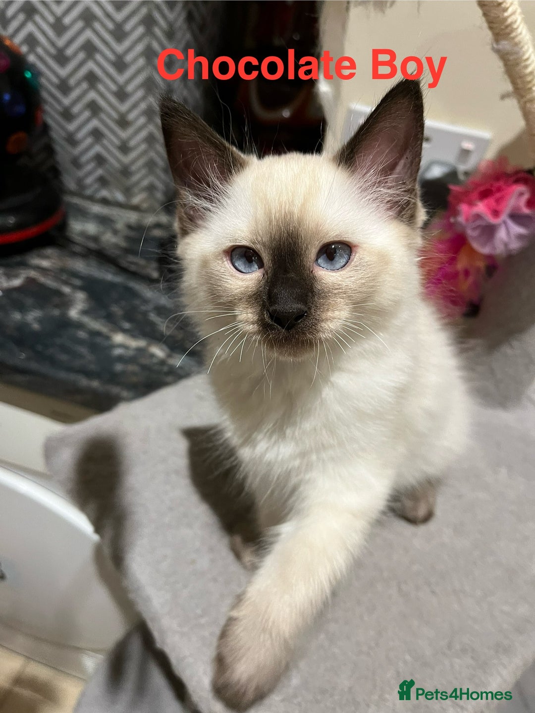 Ragdoll cats for sale: ❗️Charming Pure Ragdoll Kittens waiting love ❤️❗️ - Advert 38