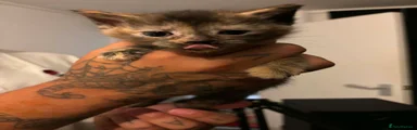 Female kitten