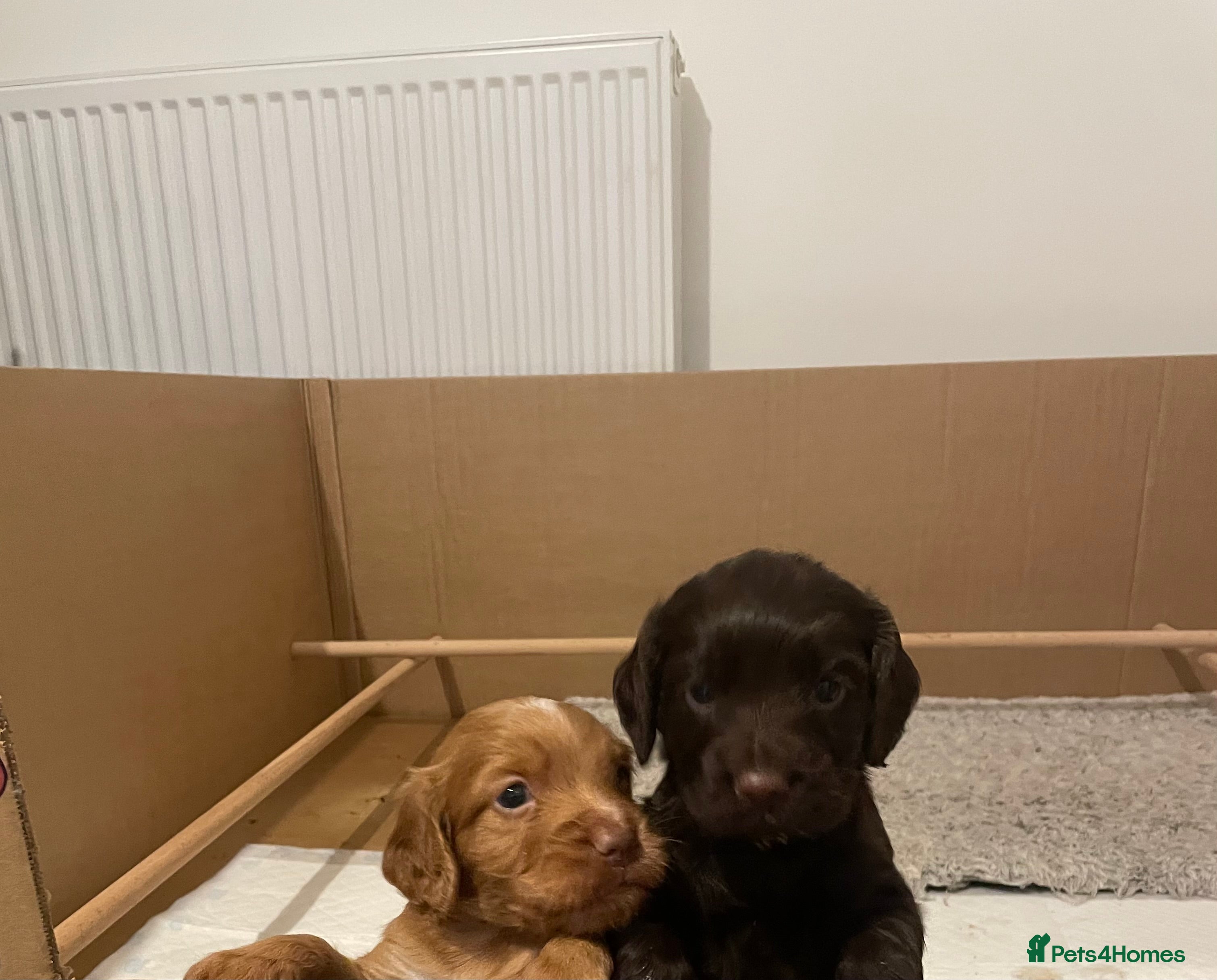 Cocker Spaniel dogs KC registered cocker spaniels  - Advert 17