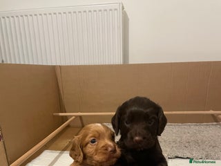 Cocker Spaniel dogs KC registered cocker spaniels - Advert 3